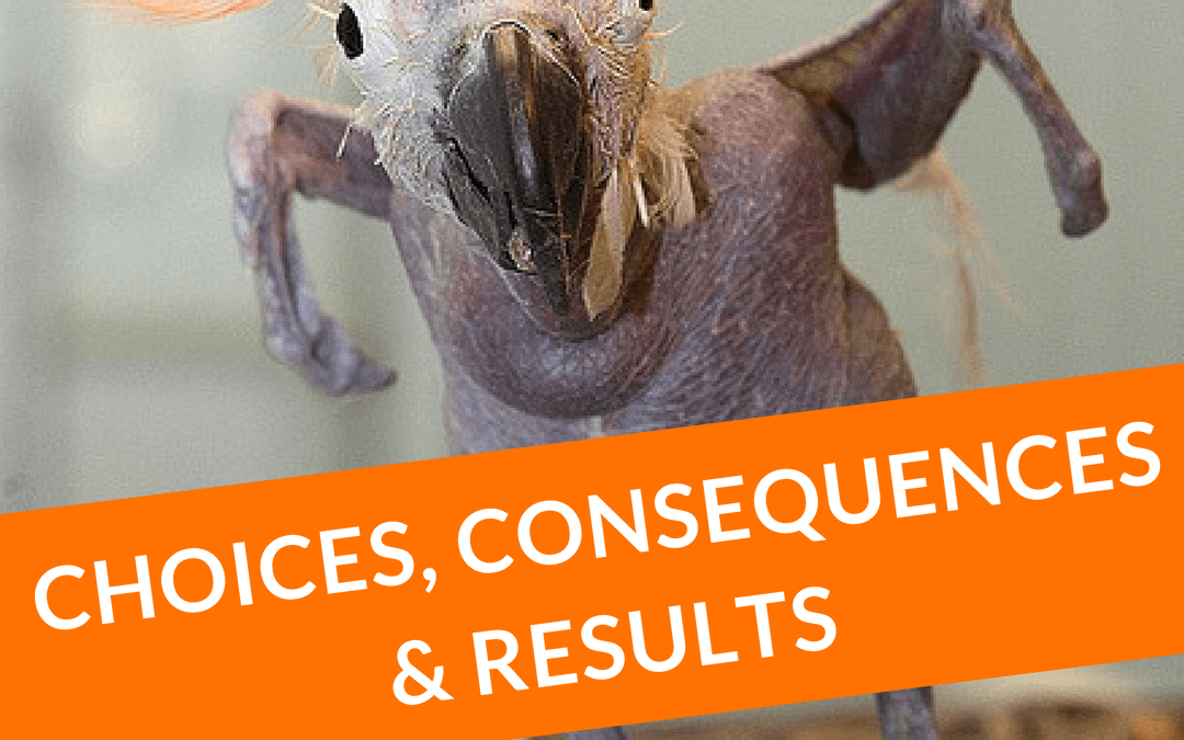#7: Choices, Consequences & RESULTS