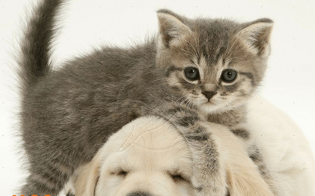 #80: My Daughter’s Cat Died